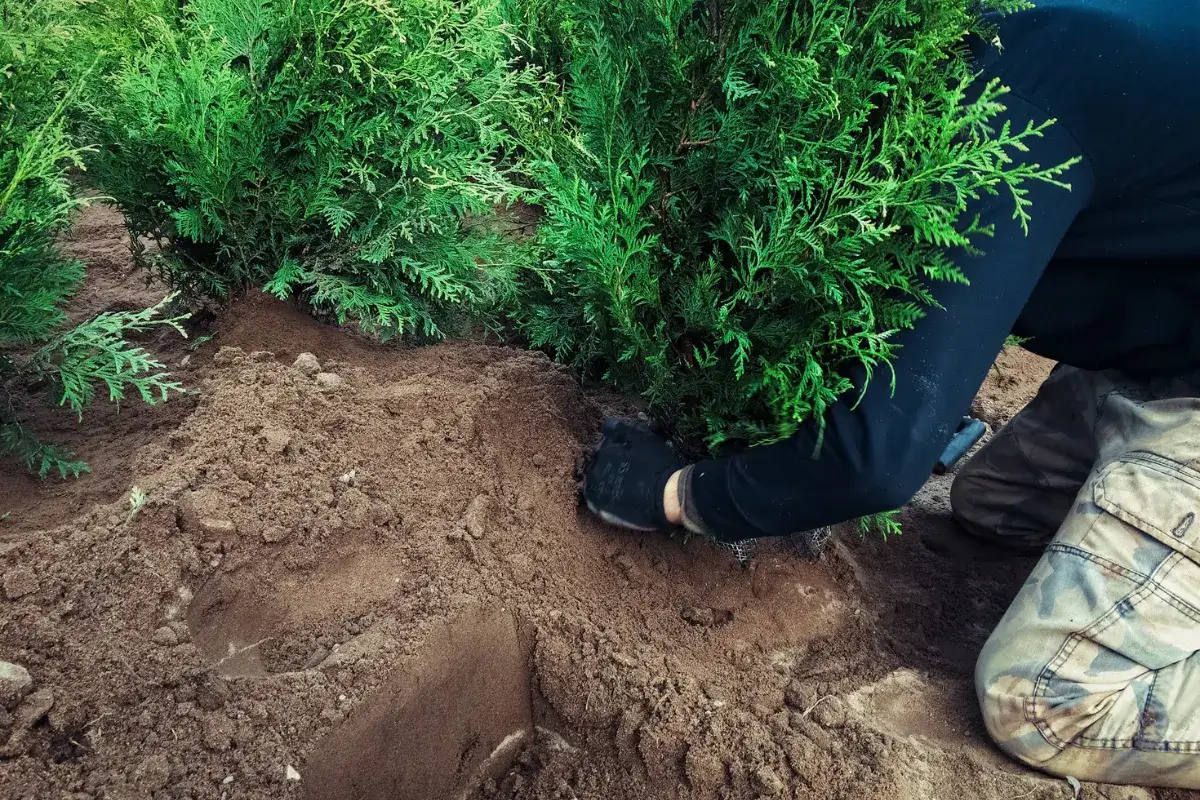 Zdjęcie Jak sadzić tuje Brabant, aby uniknąć najczęstszych błędów?