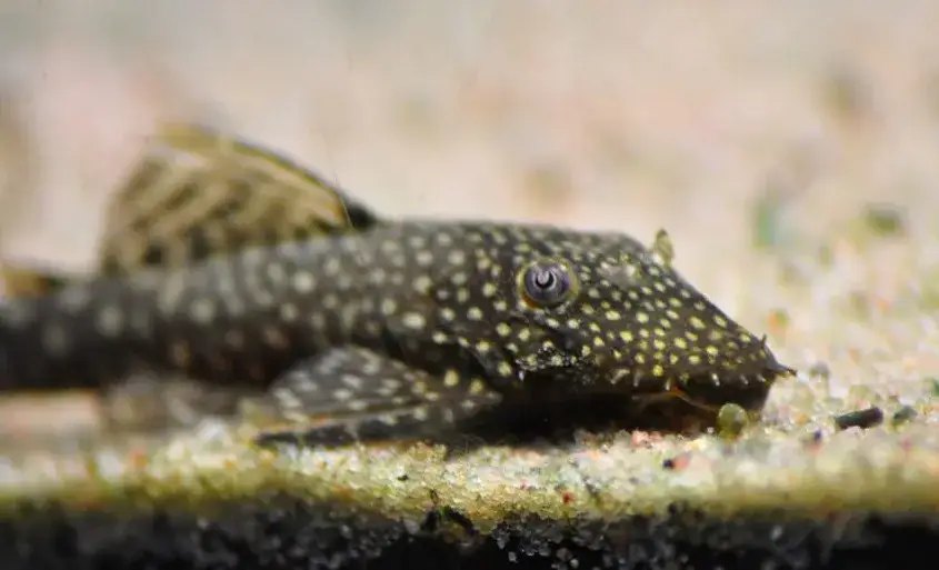 Zdjęcie Co je glonojad w akwarium i jak dbać o jego zdrowie?