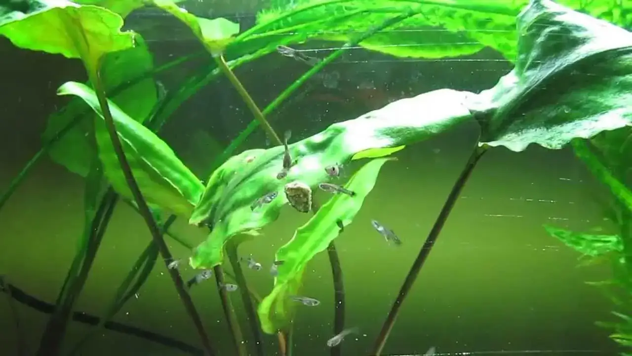 Zdjęcie Jak szybko rośnie narybek gupika i co wpływa na jego wzrost?