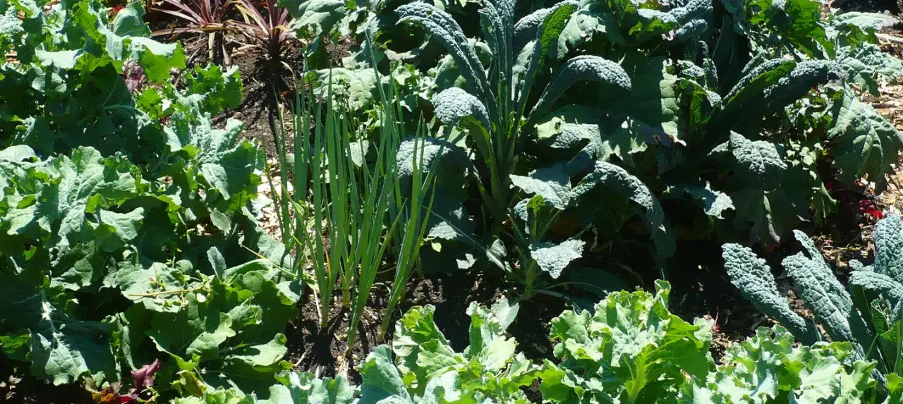 Zdjęcie Co siać w czerwcu? Warzywa, kwiaty i zioła na lato i jesień