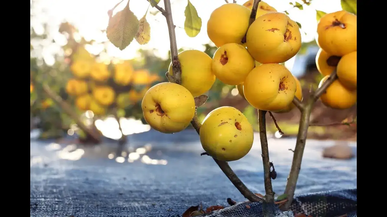 Zdjęcie Jak i kiedy przycinać pigwowca, aby uniknąć błędów i chorób