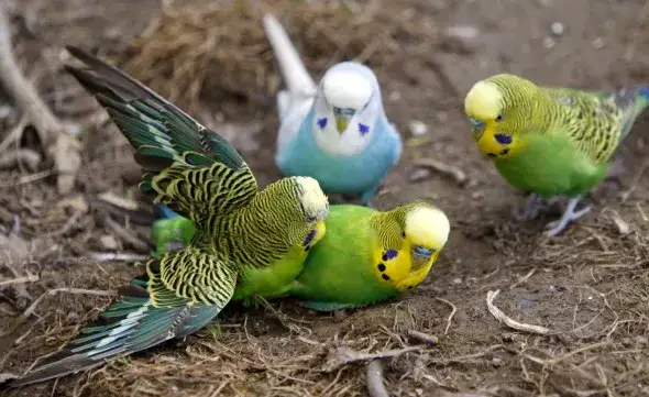 Zdjęcie Jak papugi się rozmnażają - kluczowe informacje o ich lęgach i opiece