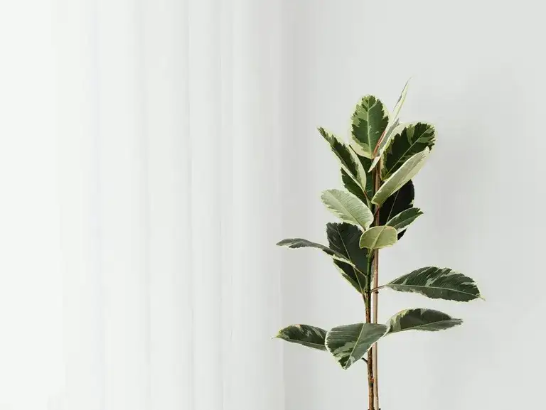 Zdjęcie Czy fikus jest trujący dla psa? Sprawdź, jak uniknąć zagrożeń dla zdrowia