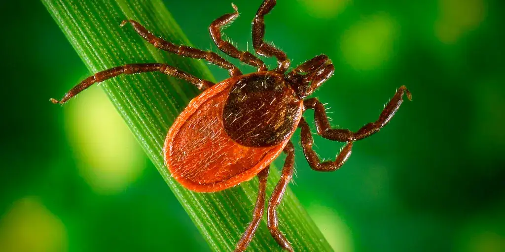 Zdjęcie Cómo se mueren las garrapatas: métodos efectivos para eliminarlas