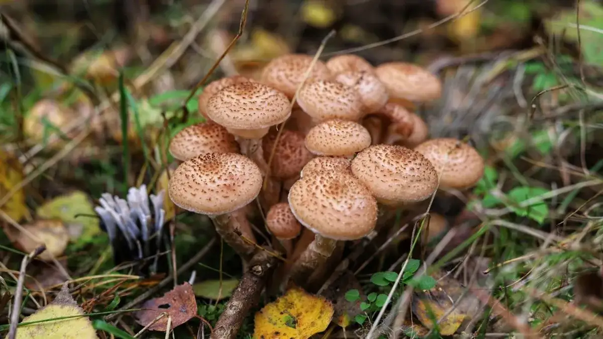 Zdjęcie Jakie grzyby listopadowe warto zbierać: kompletna lista gatunków