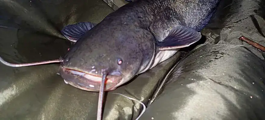 Zdjęcie Najlepsza przynęta na suma – skuteczne opcje i sprawdzone porady