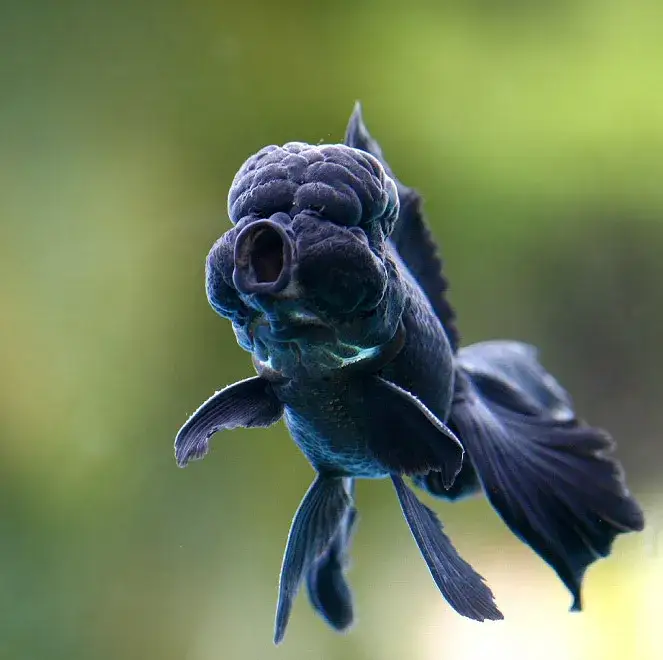 Zdjęcie Jakie rybki mogą być z welonami? Unikaj błędów w doborze gatunków