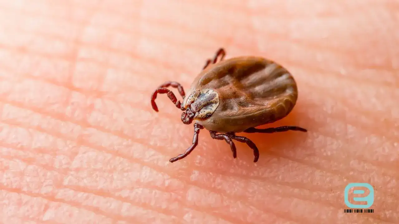 Zdjęcie Kleszcz u dziecka: kiedy antybiotyk jest naprawdę potrzebny?