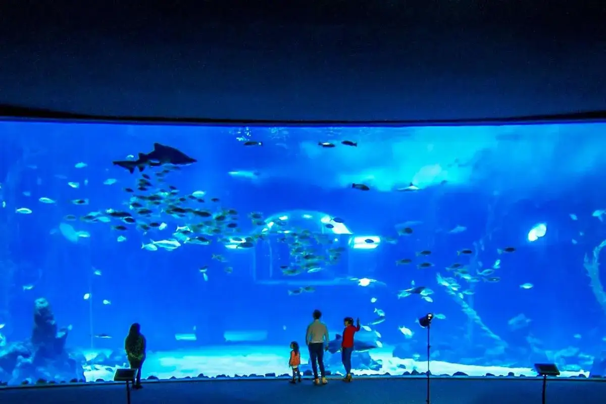 Zdjęcie Odkryj niezwykłe atrakcje oceanarium w Gran Canarii – Poema del Mar