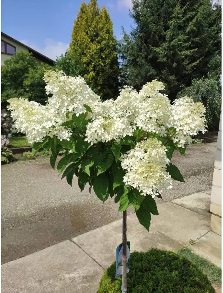 Zdjęcie Jak przycinać hortensje na pniu, aby uniknąć błędów i cieszyć się kwitnieniem