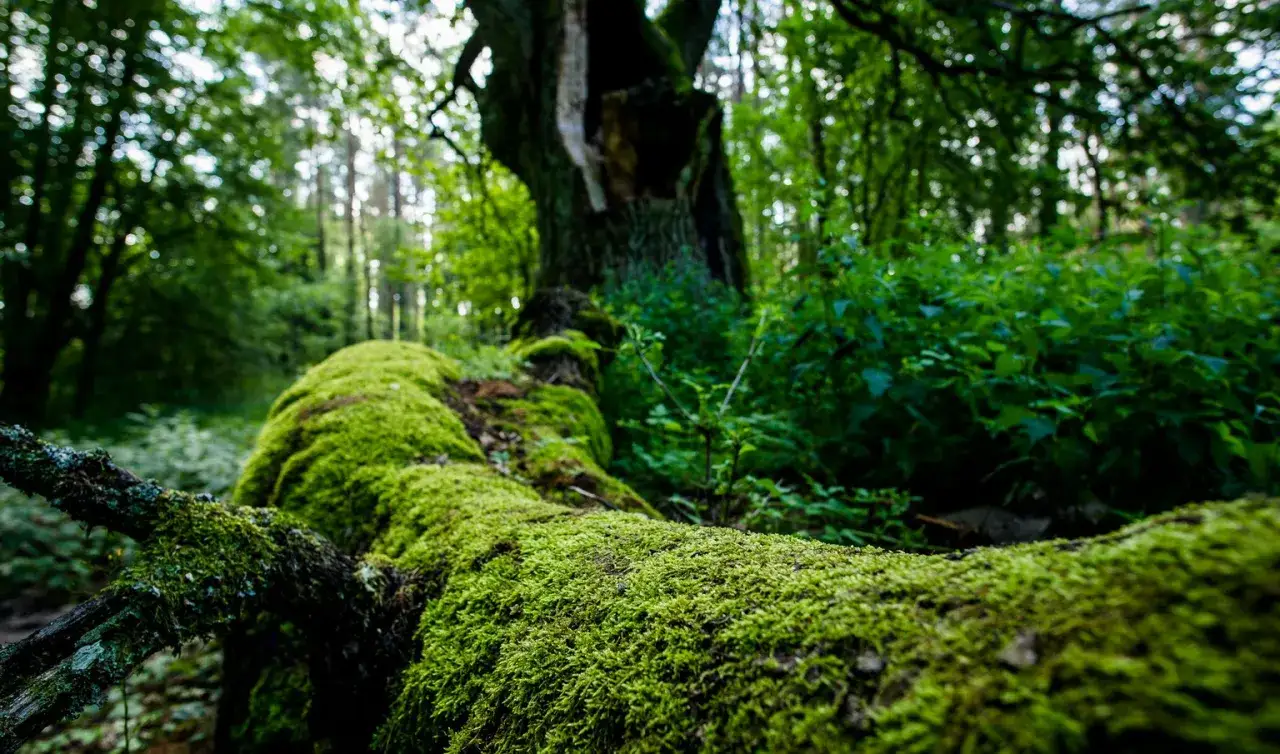 Zdjęcie Jaki jest symbol parku narodowego Bory Tucholskie i jego znaczenie?