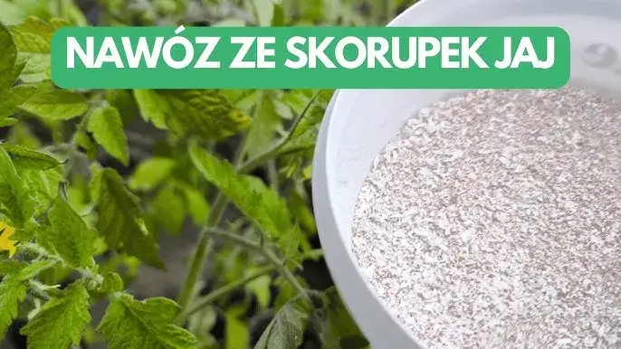 Zdjęcie Jak zrobić naw&oacute;z ze skorupek jaj i poprawić zdrowie roślin