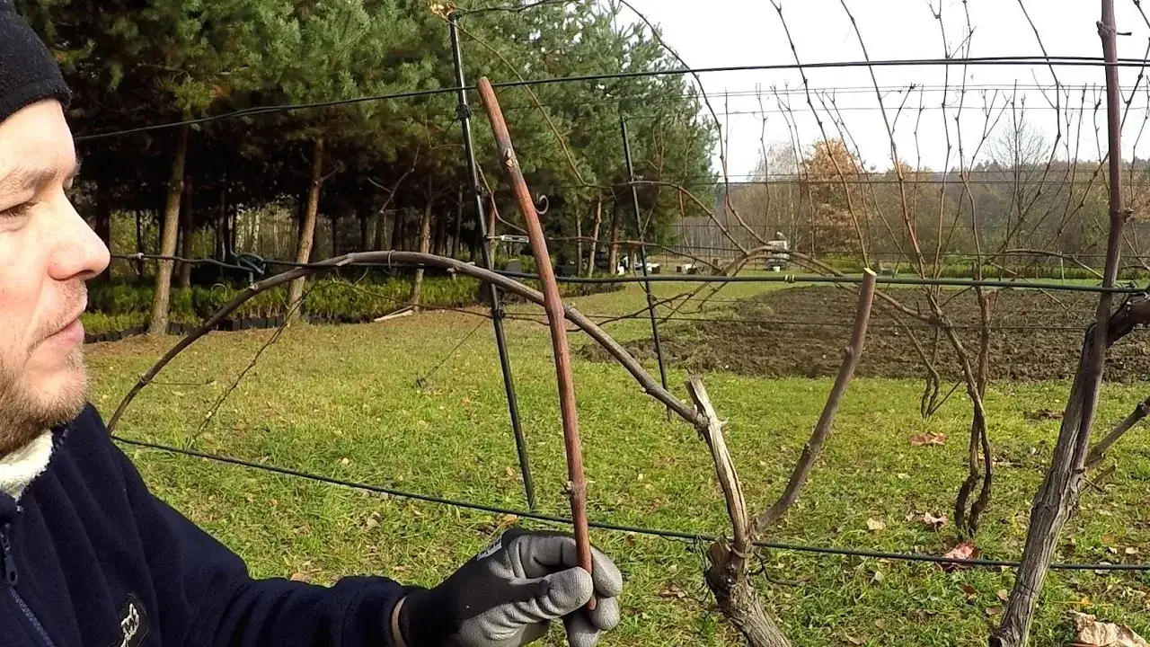 Zdjęcie Jak przycinać winogrona jesienią, aby uniknąć błędów i poprawić plony