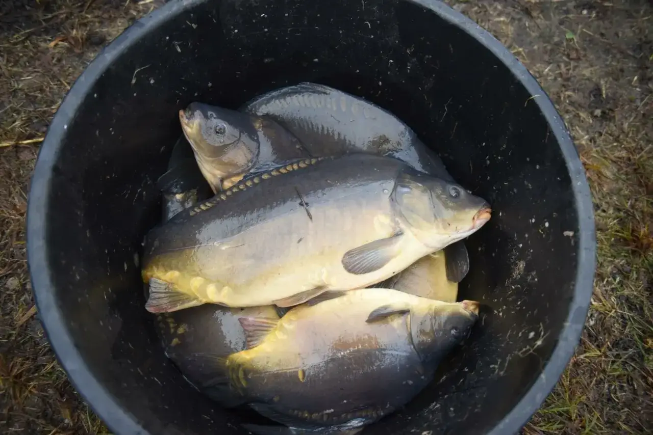 Zdjęcie Gdzie kupić żywego karpia na Śląsku i uniknąć zawodu przed świętami