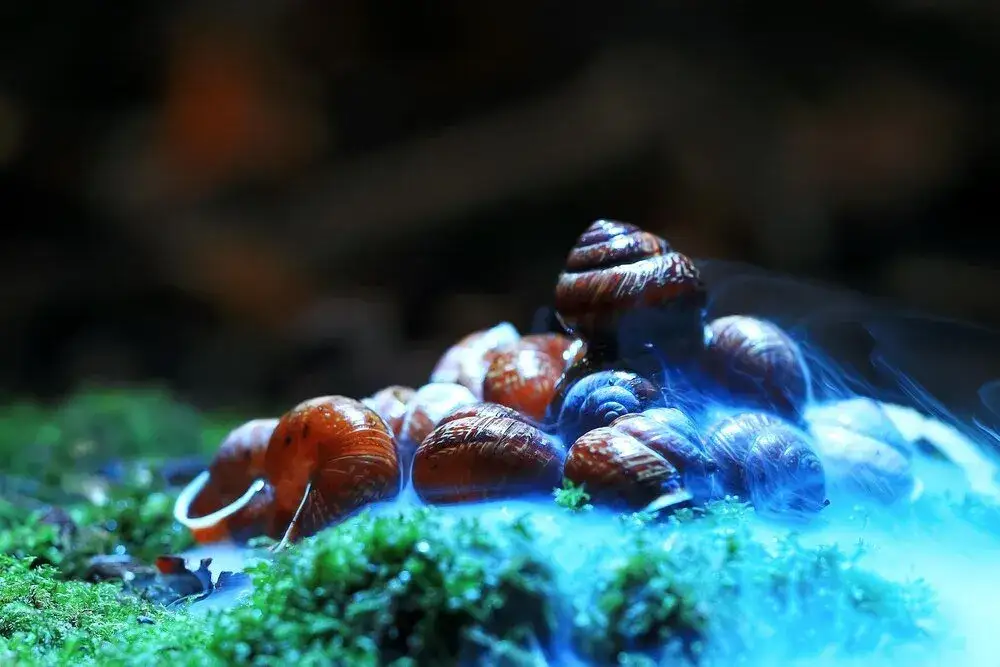 Zdjęcie Jak rozmnażają się ślimaki wodne - zaskakujące metody i zwyczaje