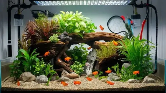 Zdjęcie Jak udekorować akwarium - kompletny poradnik dla początkujących akwarystów