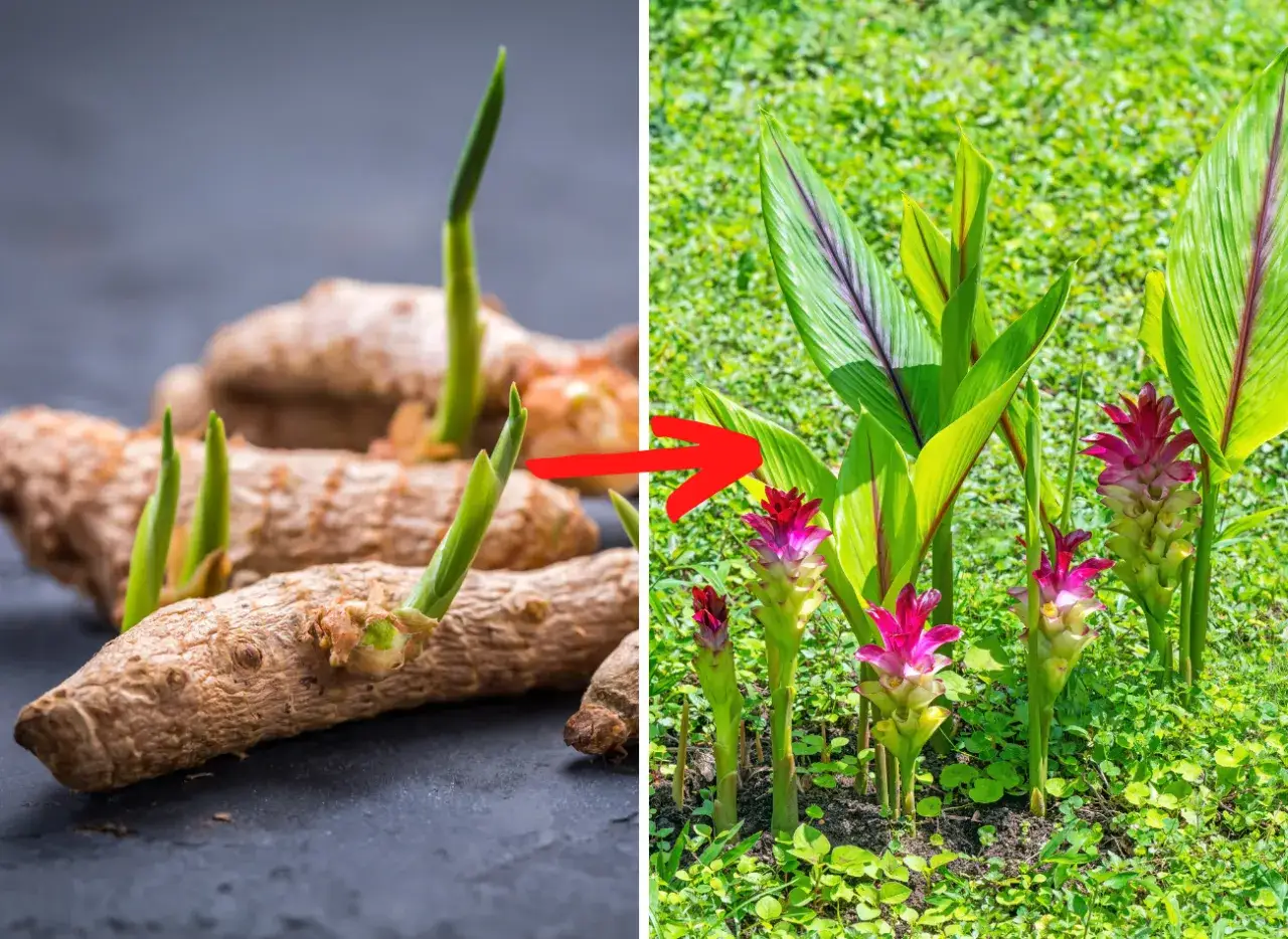 Zdjęcie Jak uprawiać kurkumę w domu - proste kroki do sukcesu w ogrodzie