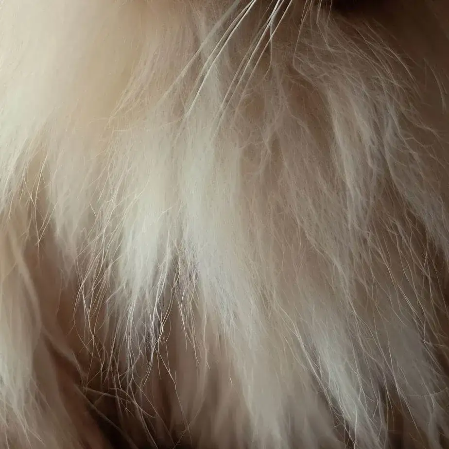 Zdjęcie Ragdoll sierść czy włosy: poznaj prawdę o ich pielęgnacji