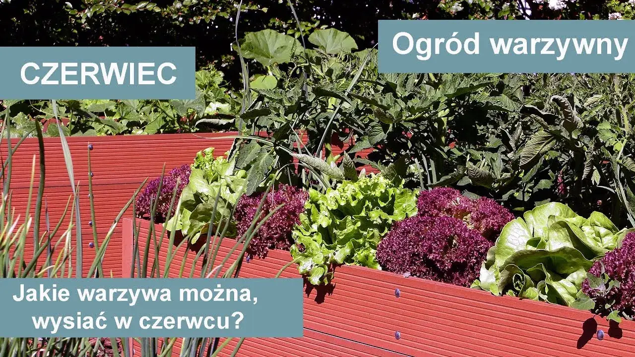 Zdjęcie Jakie warzywa można siać w czerwcu, aby cieszyć się obfitym zbiorem