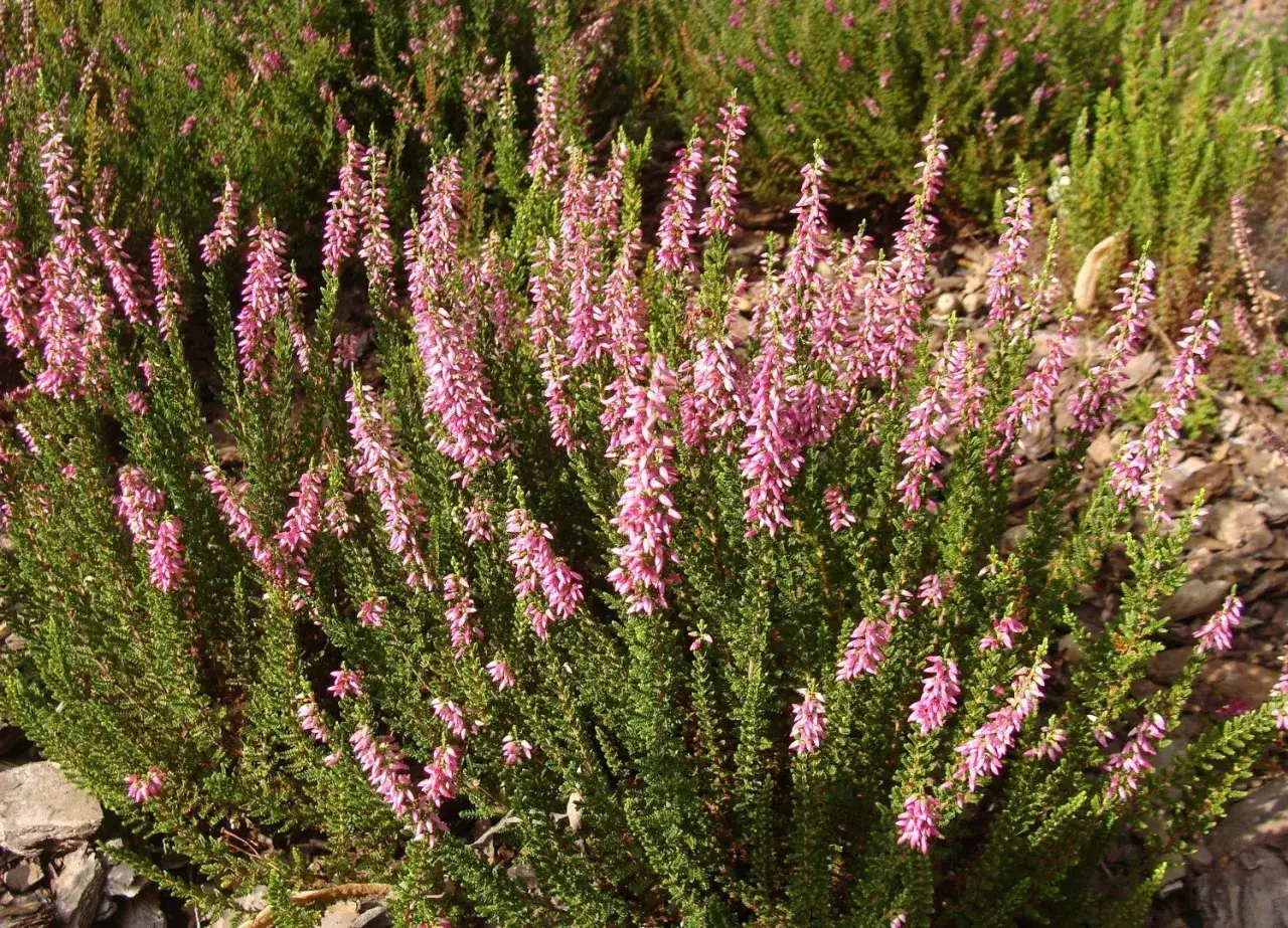 Zdjęcie Jak przycinać wrzośce, by uniknąć błędów i cieszyć się pięknem kwiatów