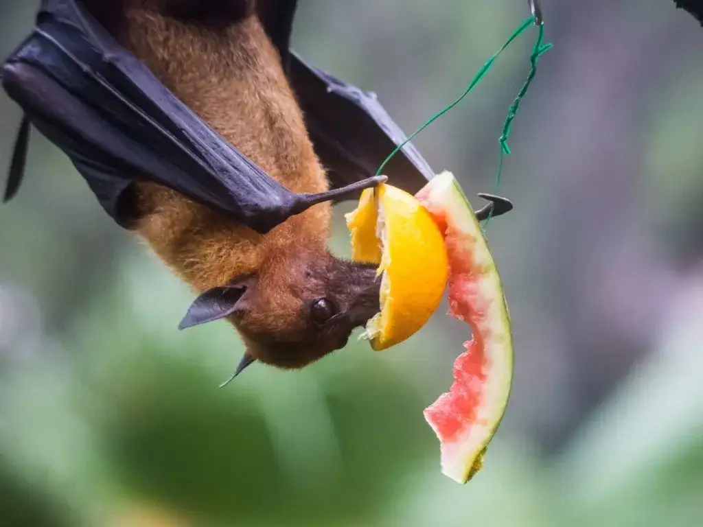 Zdjęcie Nietoperze czym się żywią? Odkryj ich zaskakującą dietę w Polsce