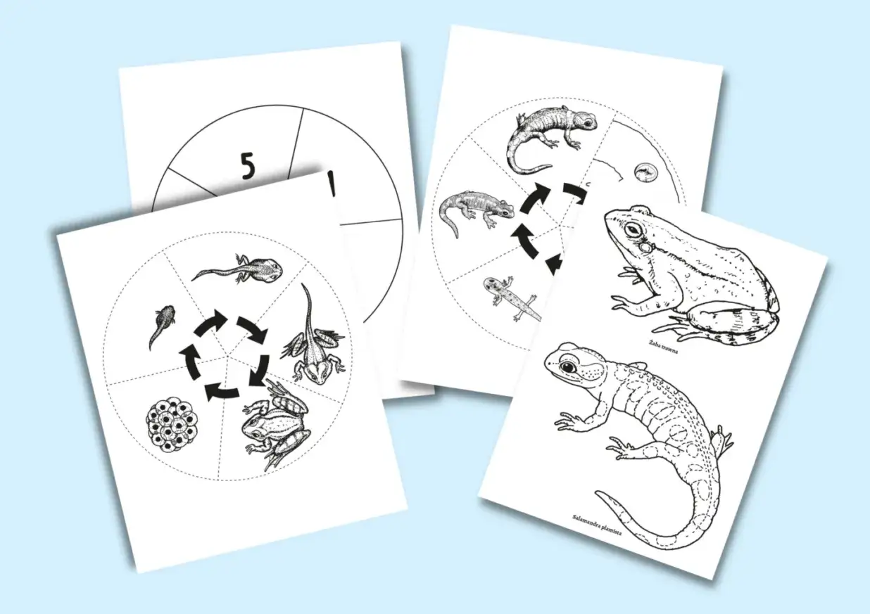 Zdjęcie Jak rozmnażają się płazy? Zaskakujące fakty o ich cyklu życia