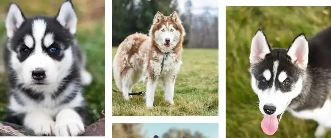 Zdjęcie Czy husky jest agresywny? Poznaj prawdę o ich temperamencie