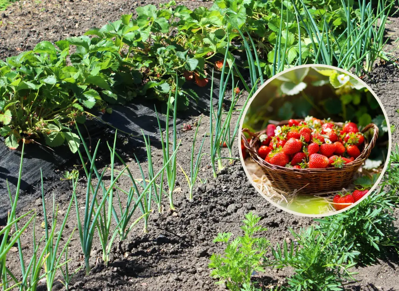 Zdjęcie Jakie warzywa sadzić po truskawkach, aby uniknąć chorób i szkodników?
