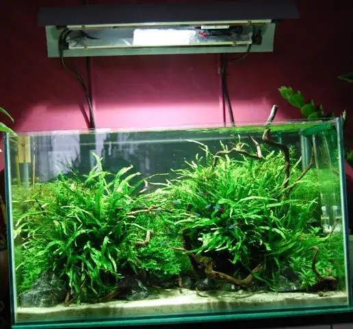 Zdjęcie Jakie oświetlenie do akwarium roślinnego 200l, aby uniknąć problemów?