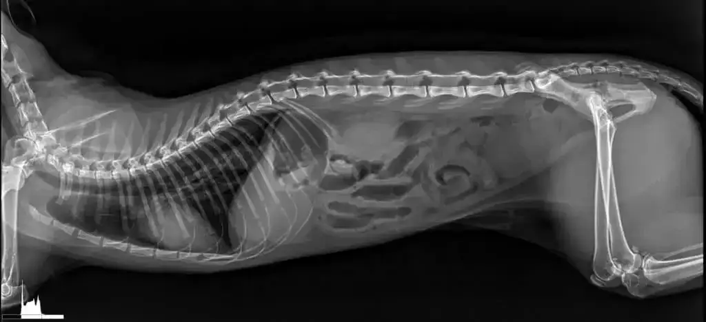 Zdjęcie Ile kosztuje przeswietlenie u weterynarza? Ceny, które musisz znać