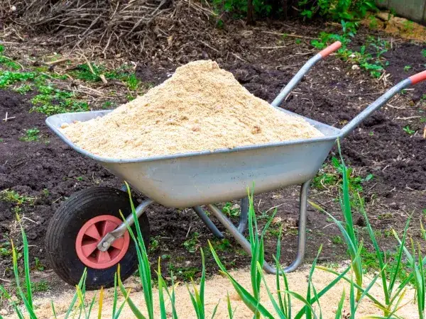 Zdjęcie Jak wykorzystać trociny w ogrodzie, aby poprawić jakość gleby i roślin