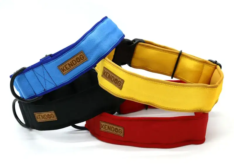 Zdjęcie Najlepsza obroża dla dużego psa - jak uniknąć nieodpowiedniego wyboru