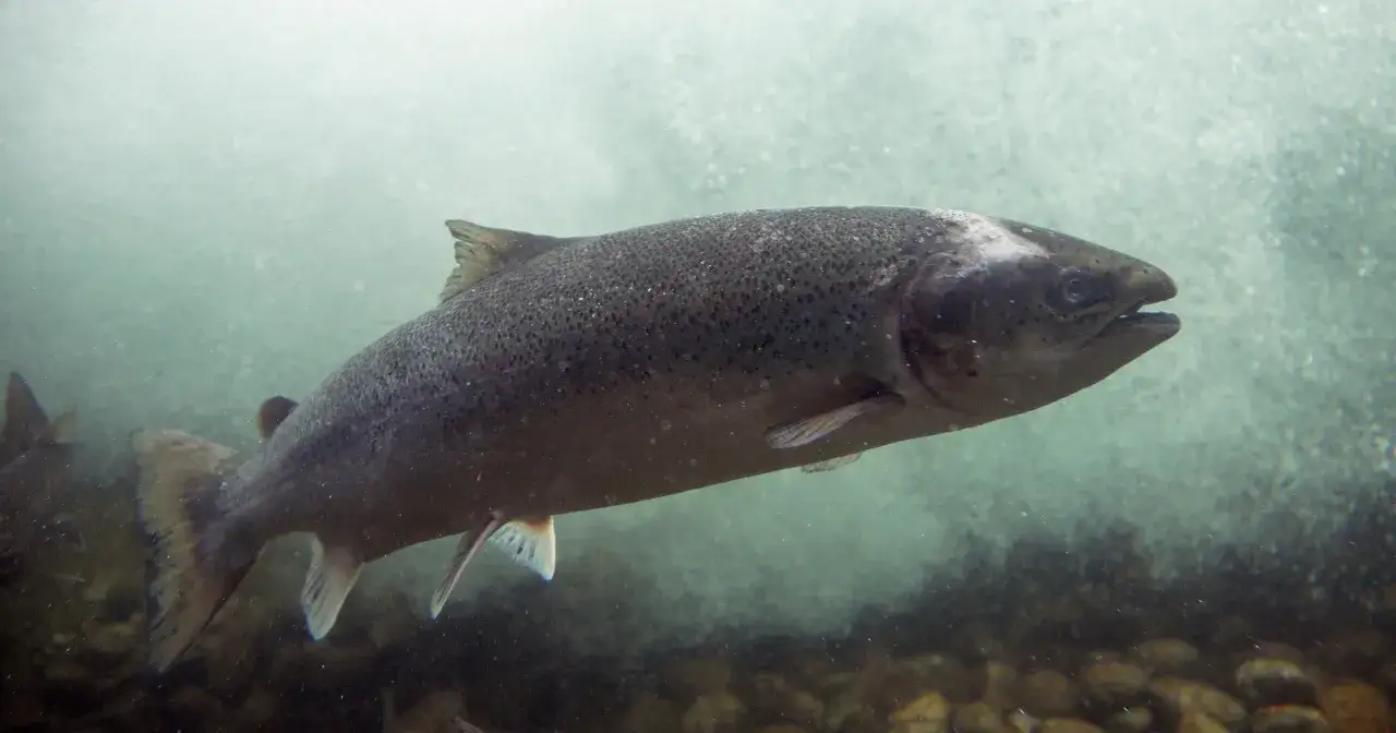 Zdjęcie Czy łosoś występuje w Bałtyku? Poznaj zagrożenia i ochronę tej ryby