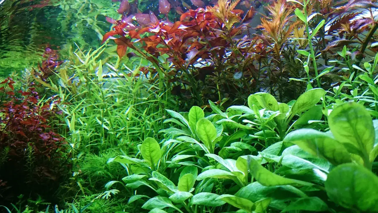 Zdjęcie Jak przycinać rośliny w akwarium, aby uniknąć ich zniszczenia