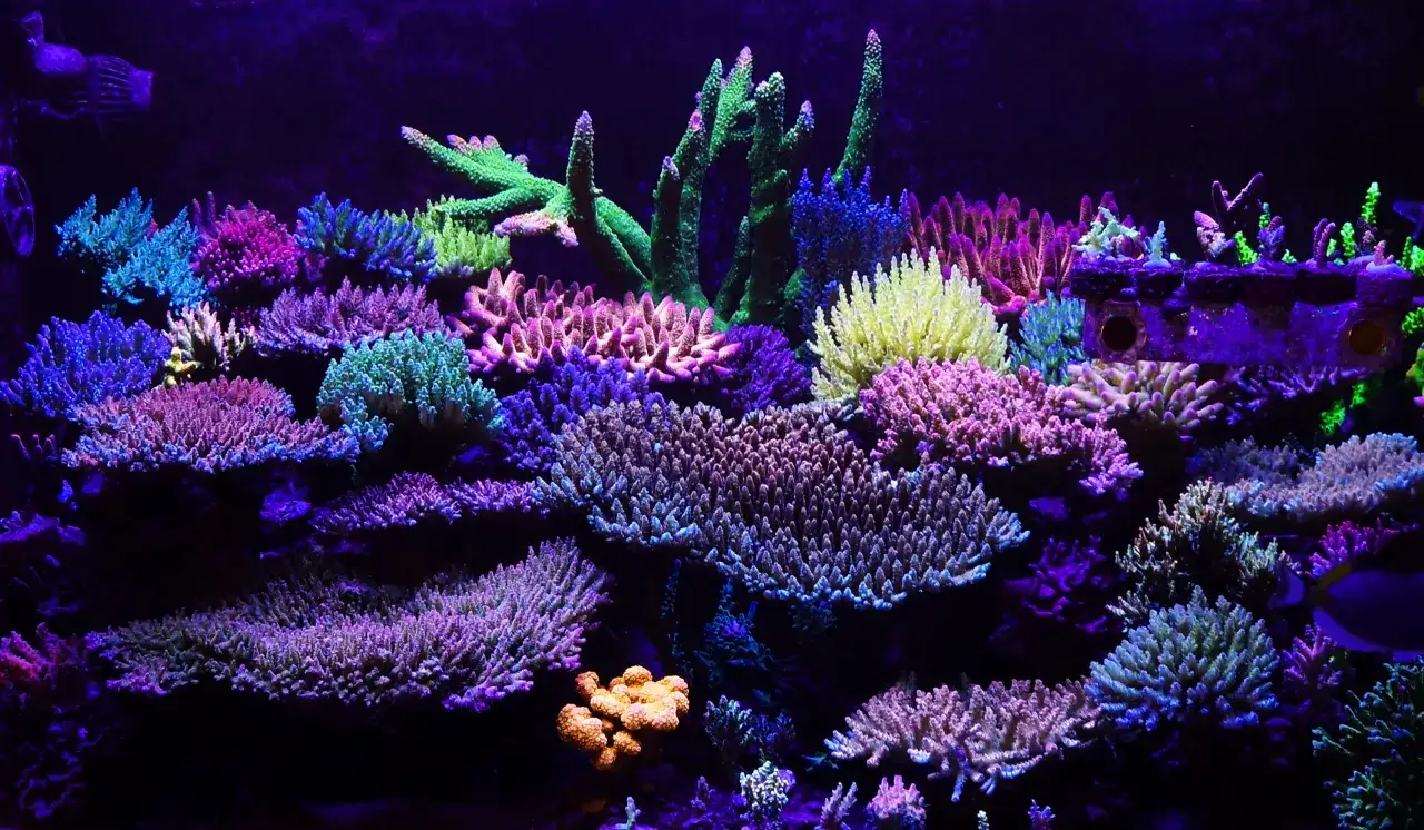 Zdjęcie Jak założyć akwarium morskie: 5 kroków dla początkujących