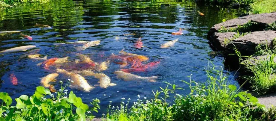 Zdjęcie Jakie rybki do oczka wodnego - najlepsze gatunki i ich wymagania