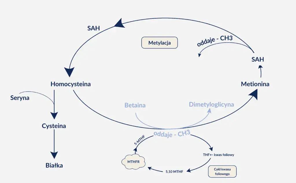 Zdjęcie Zaburzenia metylacji objawy – jak je rozpoznać i co oznaczają?