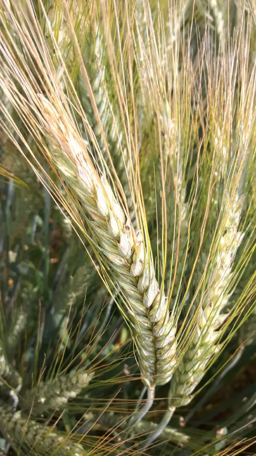 Zdjęcie Jak długo kwitnie pszenżyto? Poznaj wpływ warunków na czas kwitnienia