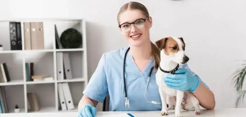 Zdjęcie Ile zarabia weterynarz w USA? Sprawdź, czy warto pracować w tym zawodzie