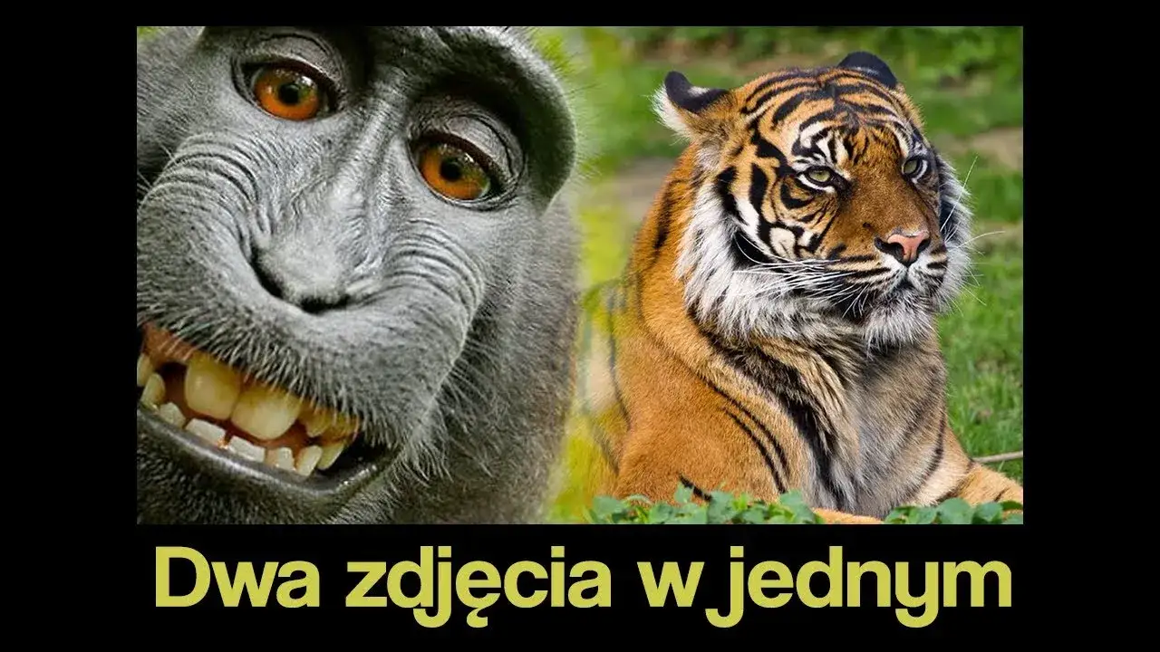 Zdjęcie Jak połączyć 2 zdjęcia w 1? Proste sposoby i triki