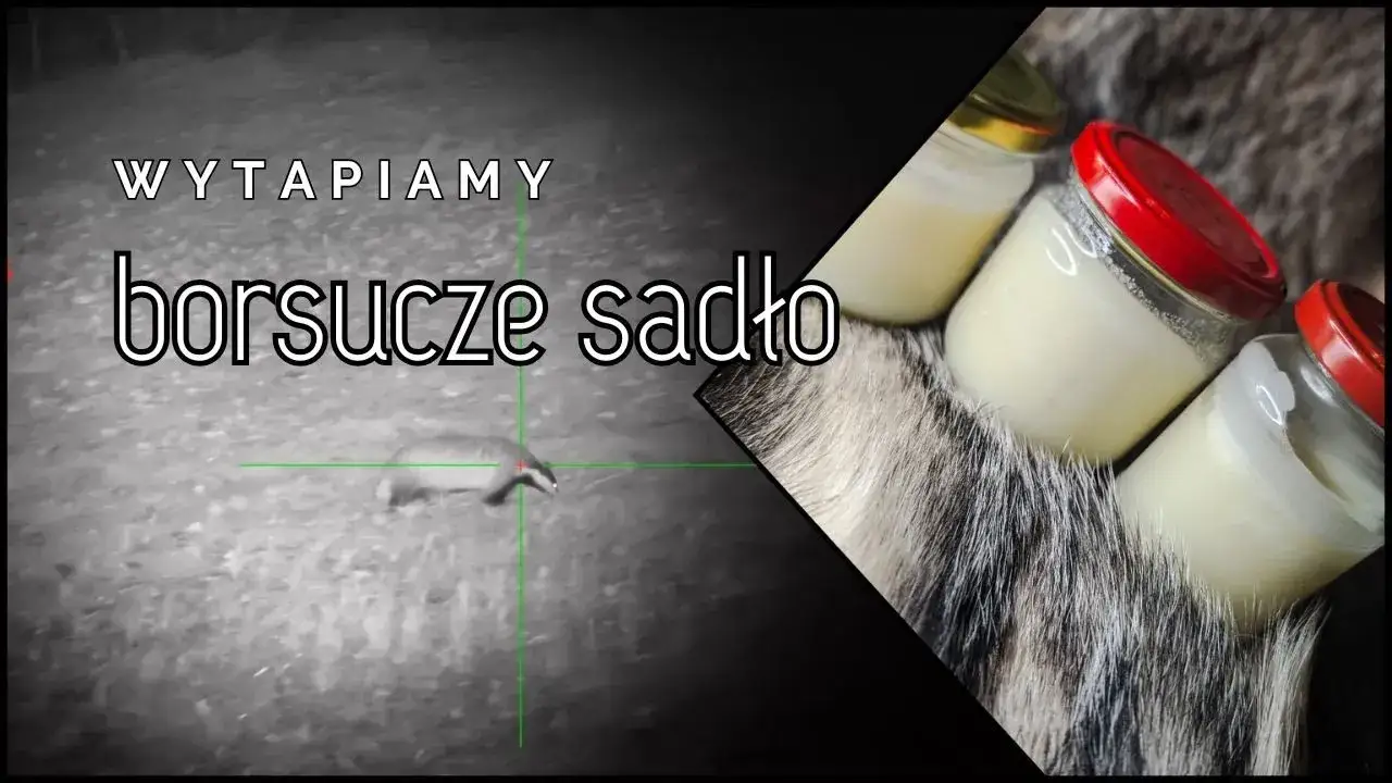 Zdjęcie Jak rozpoznać prawdziwy smalec z borsuka – uniknij oszustwa i fałszywek