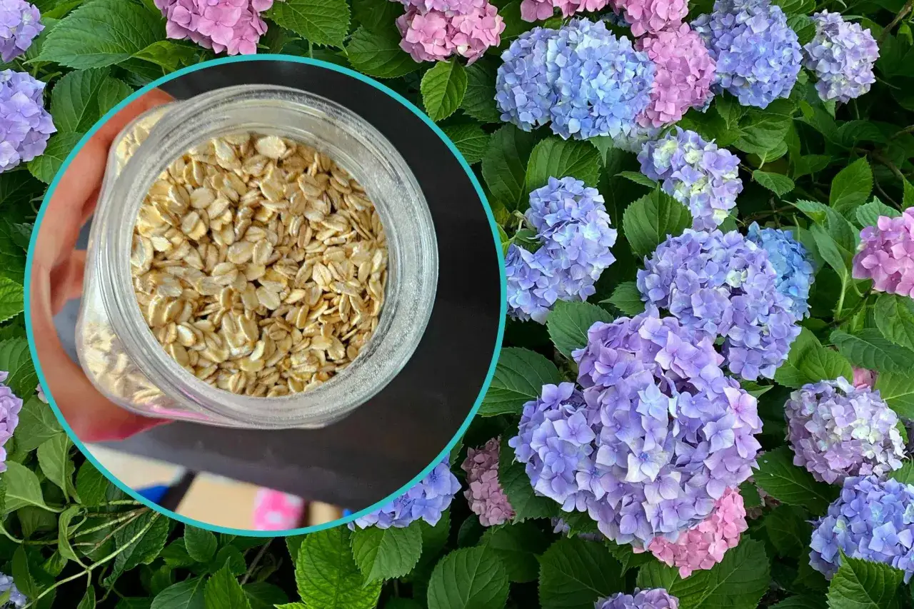 Zdjęcie Najlepszy nawóz do hortensji - klucz do bujnego kwitnienia