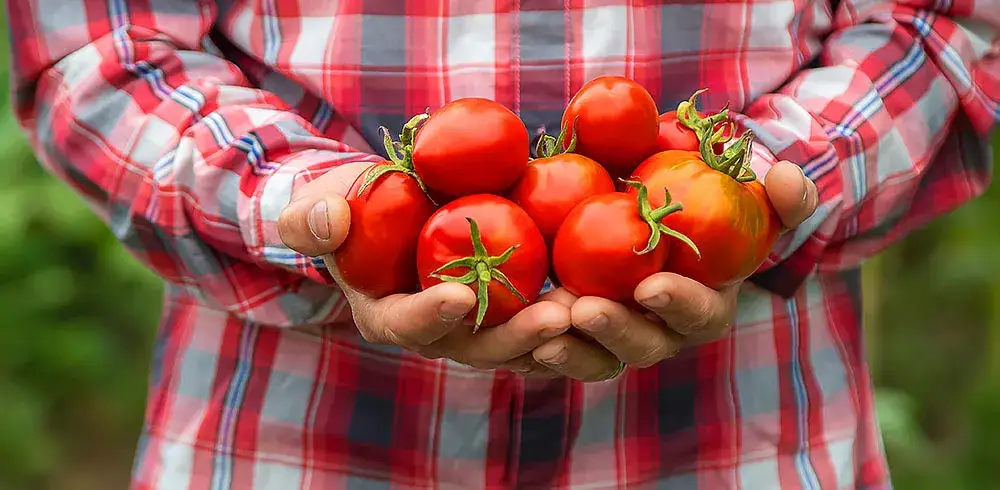 Zdjęcie Najlepsze przyprawy do przecieru pomidorowego - lista sprawdzonych dodatków