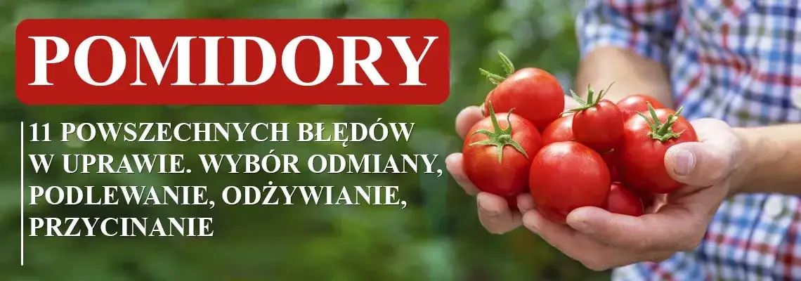 Zdjęcie Gdzie sadzić pomidory, aby uniknąć najczęstszych błędów w uprawie?