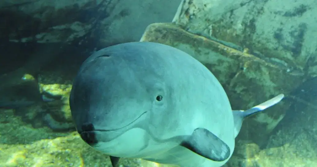 Zdjęcie Poznaj fascynujące zwierzęta żyjące w Bałtyku - gatunki morskie i słodkowodne