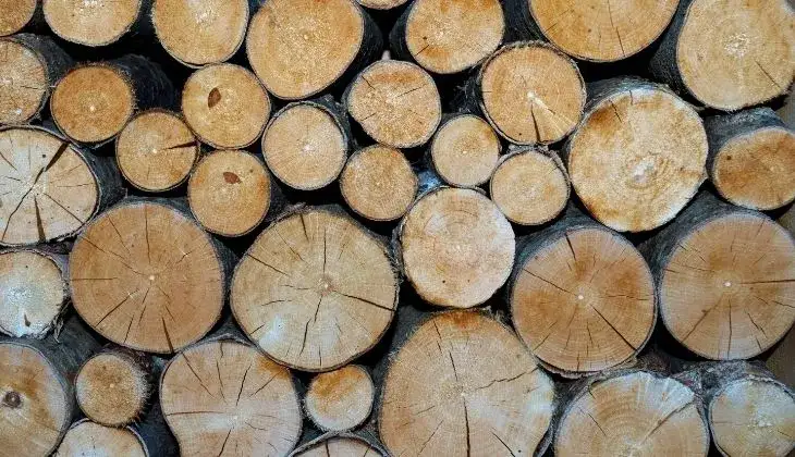 Zdjęcie Jak długo schnie brzoza do kominka? Odkryj sekrety szybkiego suszenia