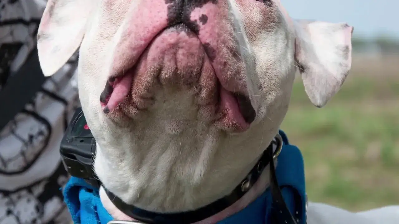 Zdjęcie Jak działa obroża elektryczna i jak bezpiecznie ją stosować