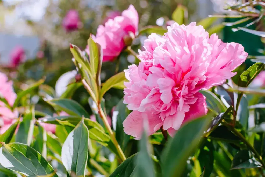 Zdjęcie Czym nawozić piwonie? Skuteczne metody dla bujnych kwiatów