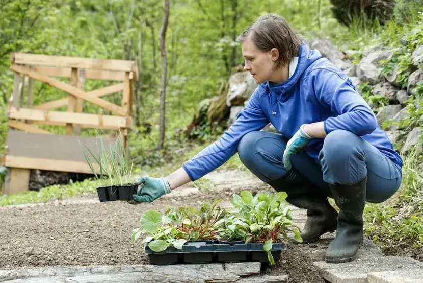 Zdjęcie Kiedy sadzić sadzonki pora do gruntu, aby uniknąć nieudanych zbiorów