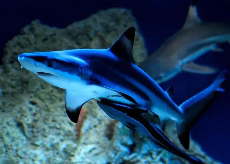 Zdjęcie Oceanarium Małopolska - atrakcje, godziny otwarcia i wyjątkowe doświadczenia